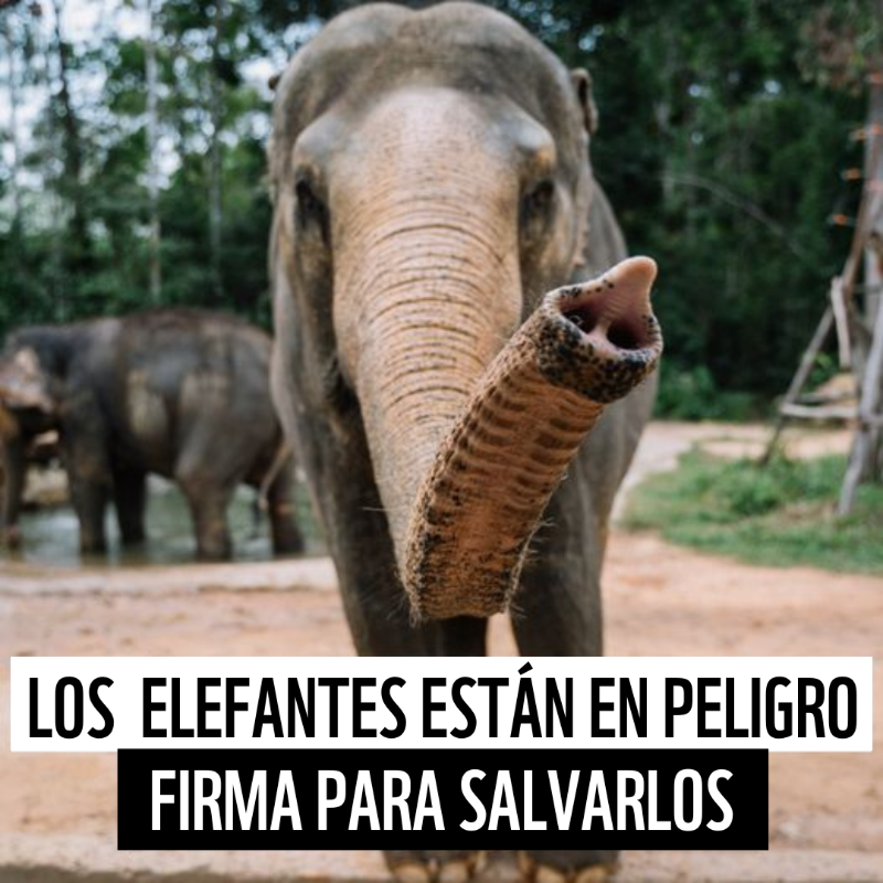 WWFespana's tweet photo. 🐘⚠️ Ayúdanos a salvar al elefante de la caza furtiva.