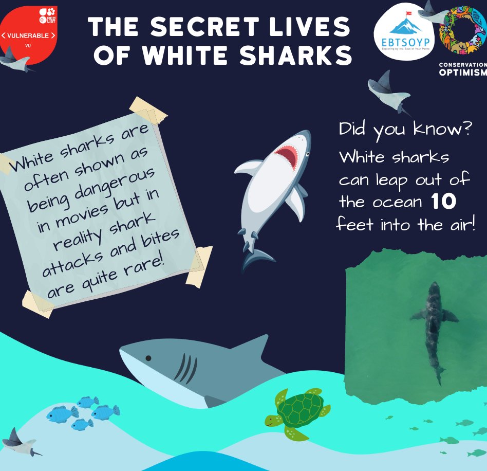 📣 The third talk in our #HopeForWildlife series will be from Dr. Julia Spaet Nov 1st @ 10am EST📣 Dr. Spaet will be detailing what makes one of our most misunderstood apex predators so extraordinary! 🦈 Register your class 👉 exploringbytheseat.com/wildlife/ #ConservationOptimism