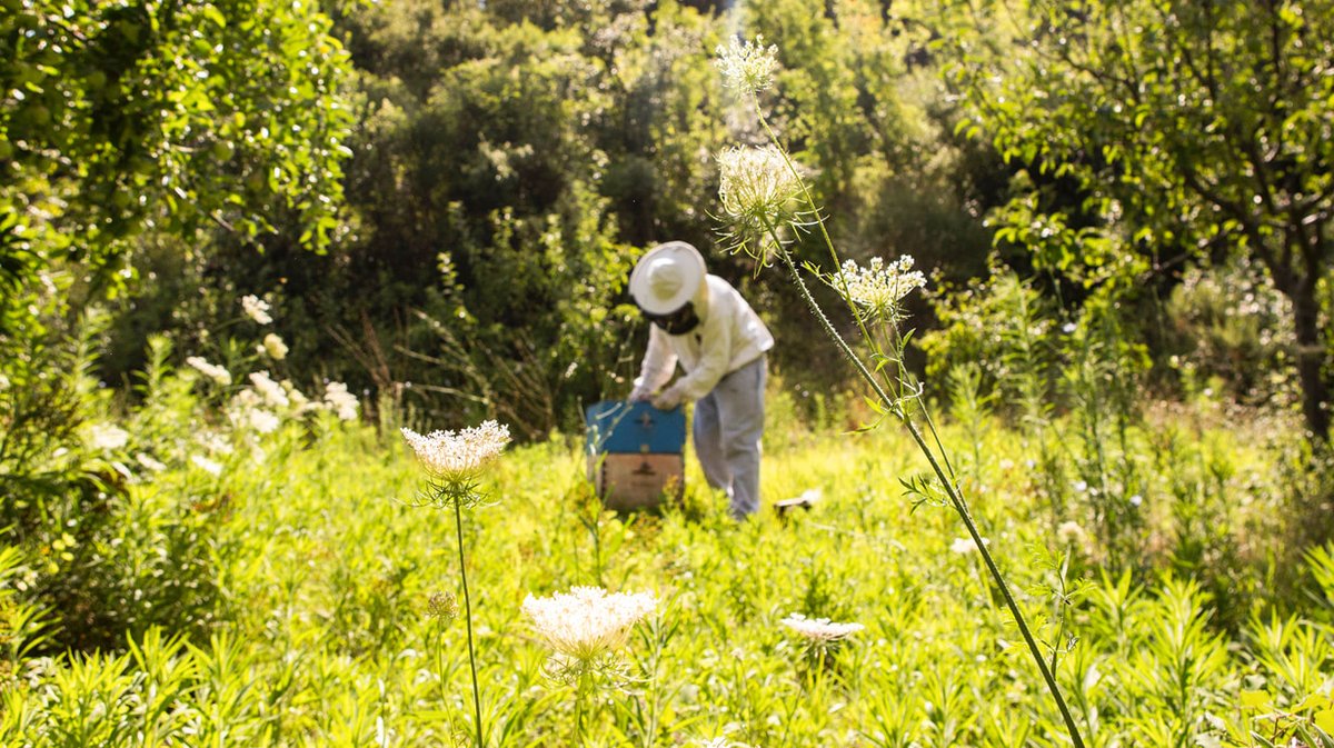 MahenLab's tweet photo. 🐝🐝🐝¿Para qué sirve el propóleo? Beneficios y propiedades
https://t.co/PaBUCHc70k https://t.co/g7XHnnpPaO