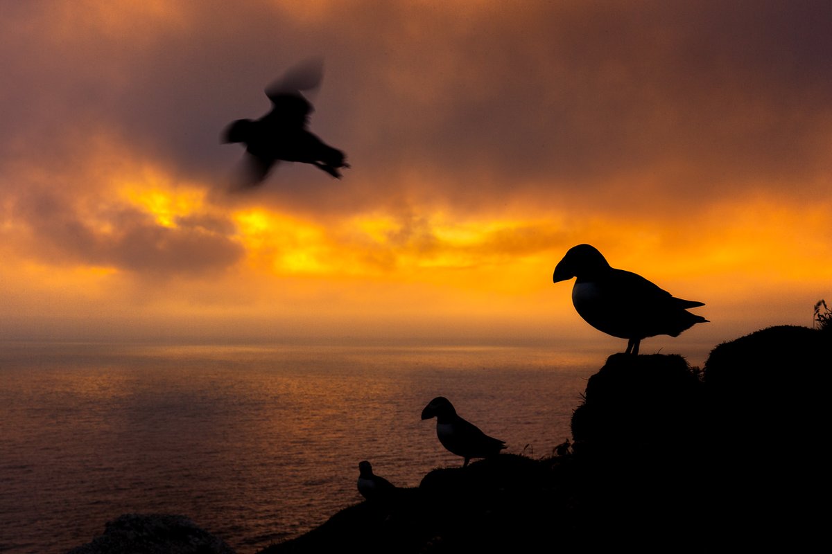 Are you interested in photographing puffins, seabirds, and otters with me and the @shetlandnature team next summer? If so, come join us in July 2023 for an exciting week at one of the best places in the world to see these amazing animals. Details below. shetlandnature.net/photo-tours/sh…