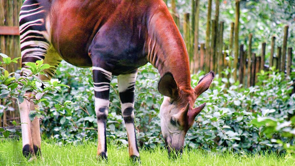 DodeHeim's tweet image. RDC: &quot;Atténuation des conflits dans la réserve de
 faune à okapis&quot;.

Des conflits liés à l’utilisation des ressources naturelles mettent en péril l&apos;okapi -girafe des forêts.
L&apos;une des solutions consiste à soutenir l’autonomisation des communautés. 

#Norvege
#ICCN
#UnescoYaounde