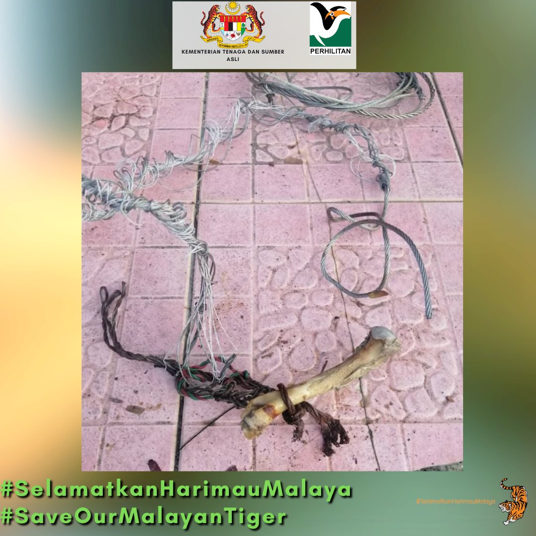 Laporkan sebarang jenayah hidupan liar ke Talian Hotline Jabatan PERHILITAN di 1-800-88-5151.
Bersama kita melindungi hidupan liar terutamanya Harimau Malaya demi kepentingan generasi akan datang.
#SelamatkanHarimauMalaya
#SaveOurMalayanTiger