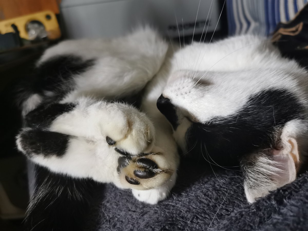PSCopywriting's tweet photo. @realBrookNash My cat. We rescued him with a £60 donation to the shelter... Best £60 I've ever spent! ♥️ https://t.co/CNX69WHy2W