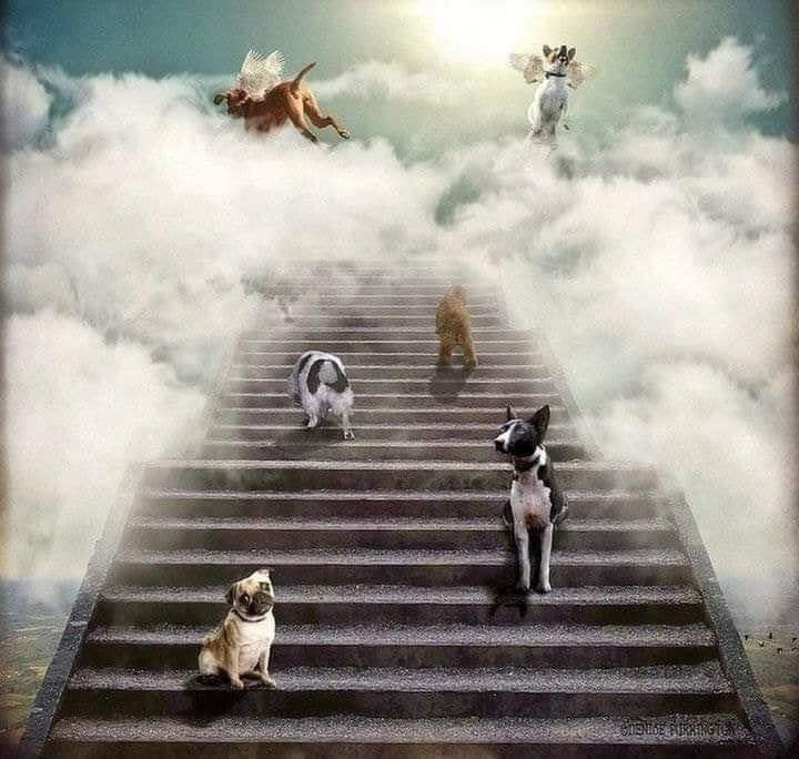 ¡Hoy llegan!✨

27 de octubre, día en el que nuestras mascotas vuelven del mas allá. Llegan a visitar la casa en la que en vida fue su hogar. 🐶🐱