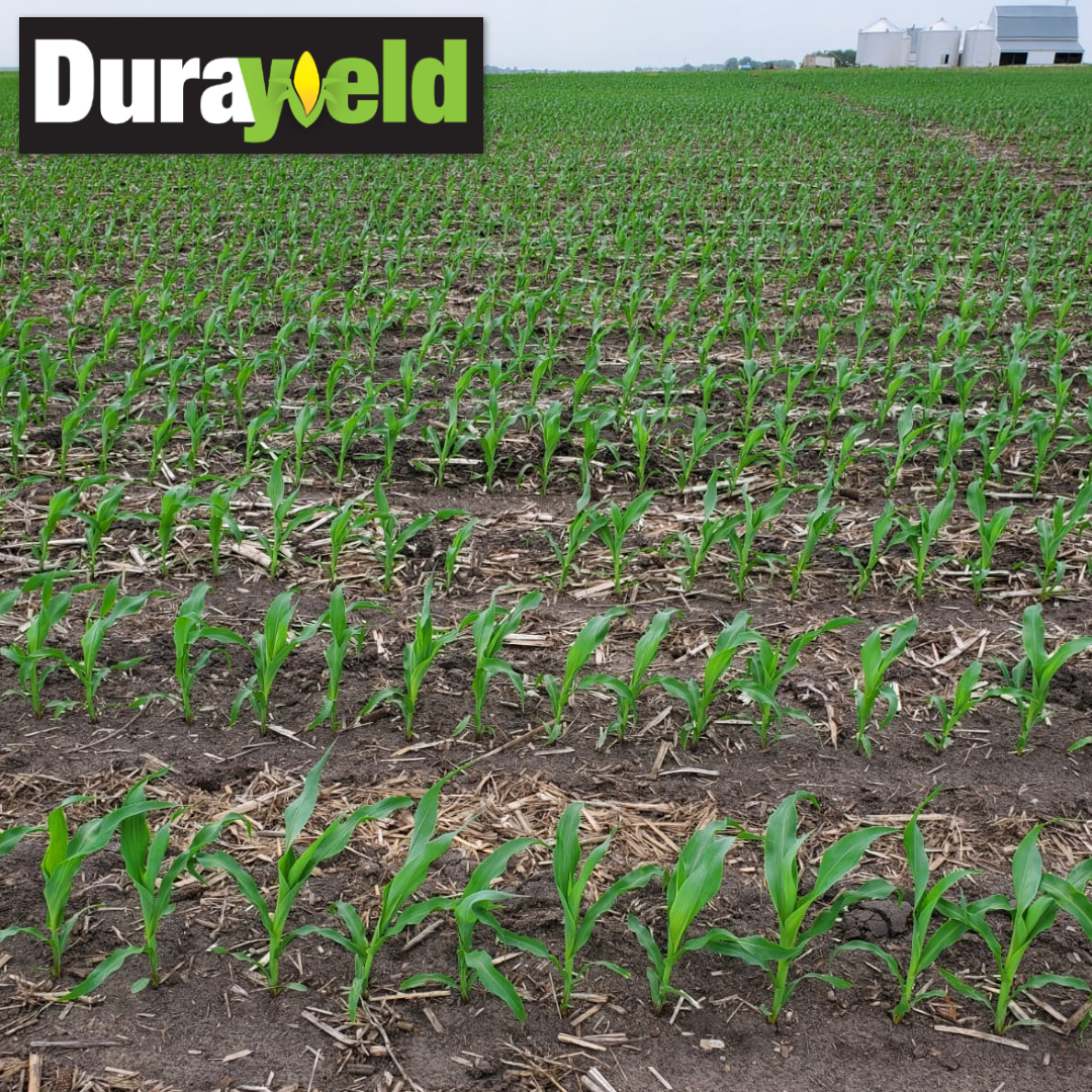 Our Durayield hybrids are continuously going through testing across every combination of weather to ensure we’re providing farmers with resilient, high-yielding and sustainable crops that will continue to support your farm and your legacy. Learn more: basshybrids.com