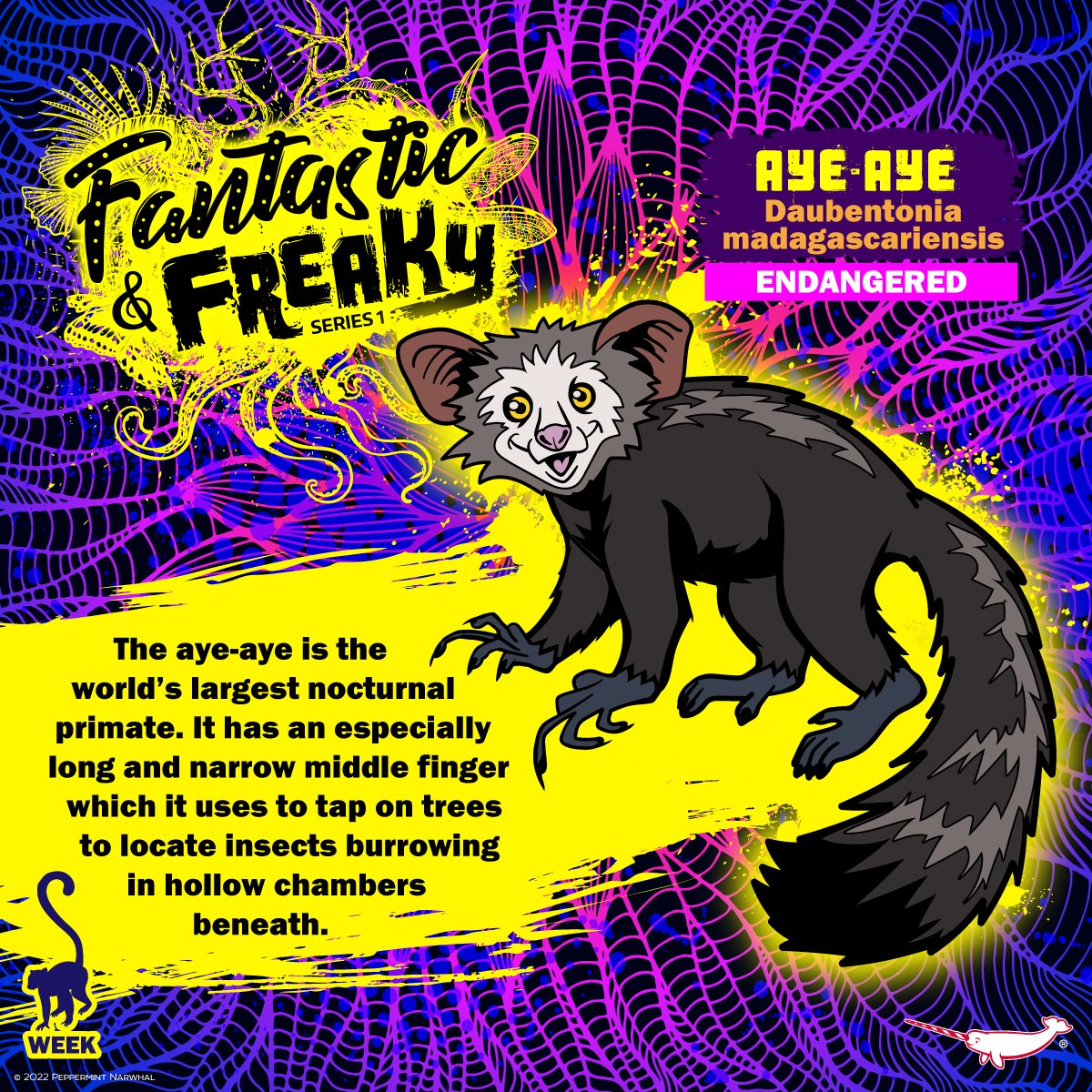 PepomintNarwhal's tweet photo. #FantasticAndFreaky #AyeAye
#LemurWeek
2023 #PeppermintNarwhal Animal Holiday Calendar Presale. Reserve Yours Today! Use code: PRESALE at checkout for 20% Off calendars thru 10/31/22 visit: https://t.co/gqm4S4eKqn
#Lemur https://t.co/b8mGBeNZZq