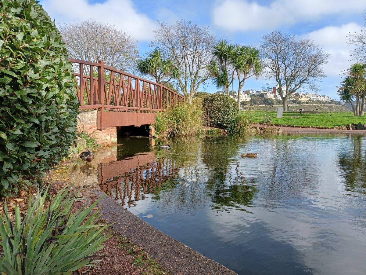 Gorgeous autumnal walk today. Humans love how many people just want to stop and ask questions about me #feelingthegreyhoundlove
#lovetorbay #greyhound #adoptdontshop #autumn