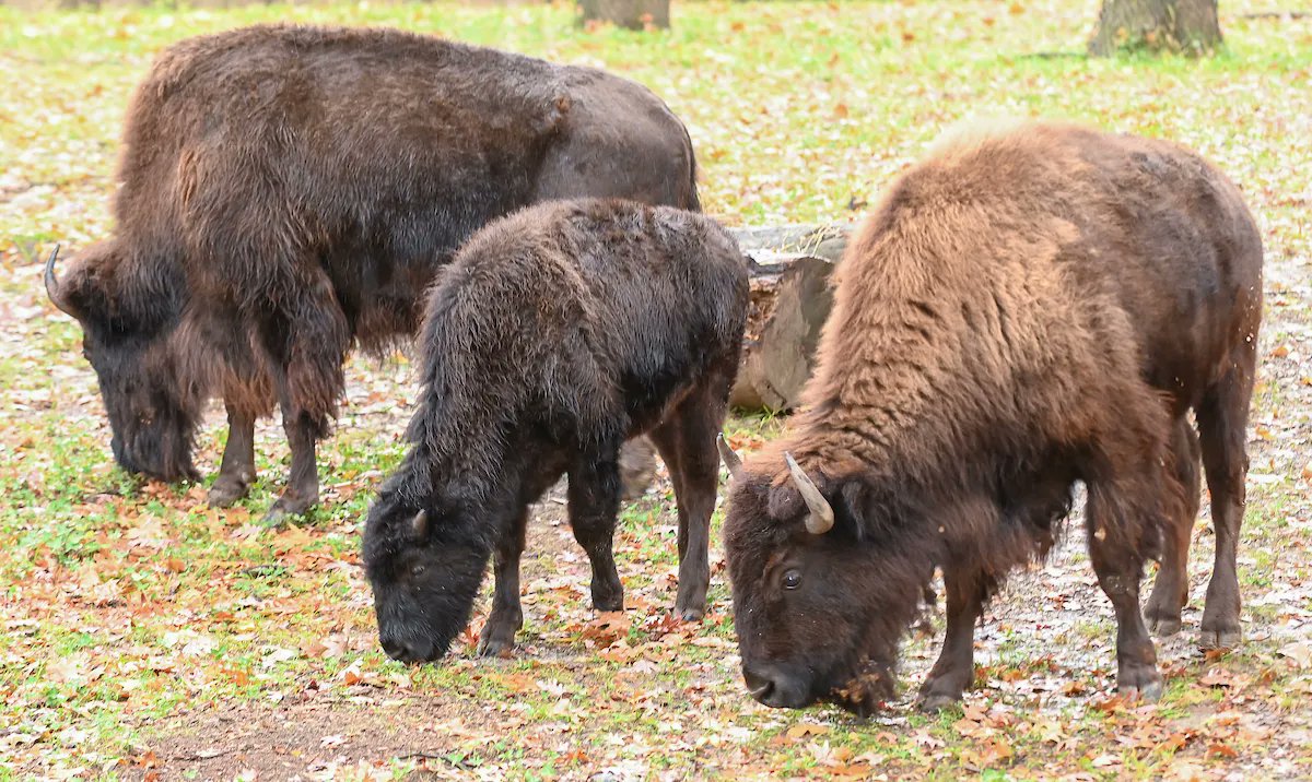 clemetzoo's tweet image. Cleveland Metroparks Zoo welcomes new additions! This week, the Zoo welcomed three female #bison from Minnesota Zoo; “Blue,” 6 years old, “Grun,” 2 years old, &amp;amp; calf “Topaz,” 5 months old. 🦬