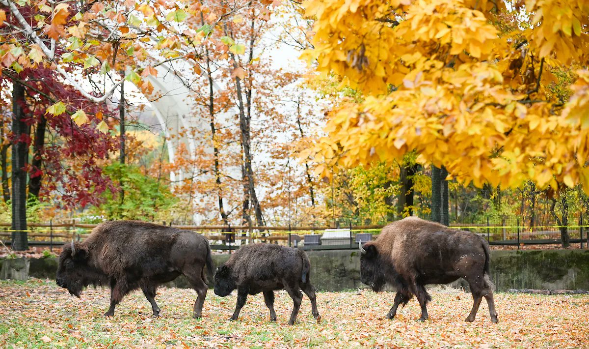 clemetzoo's tweet image. Cleveland Metroparks Zoo welcomes new additions! This week, the Zoo welcomed three female #bison from Minnesota Zoo; “Blue,” 6 years old, “Grun,” 2 years old, &amp;amp; calf “Topaz,” 5 months old. 🦬