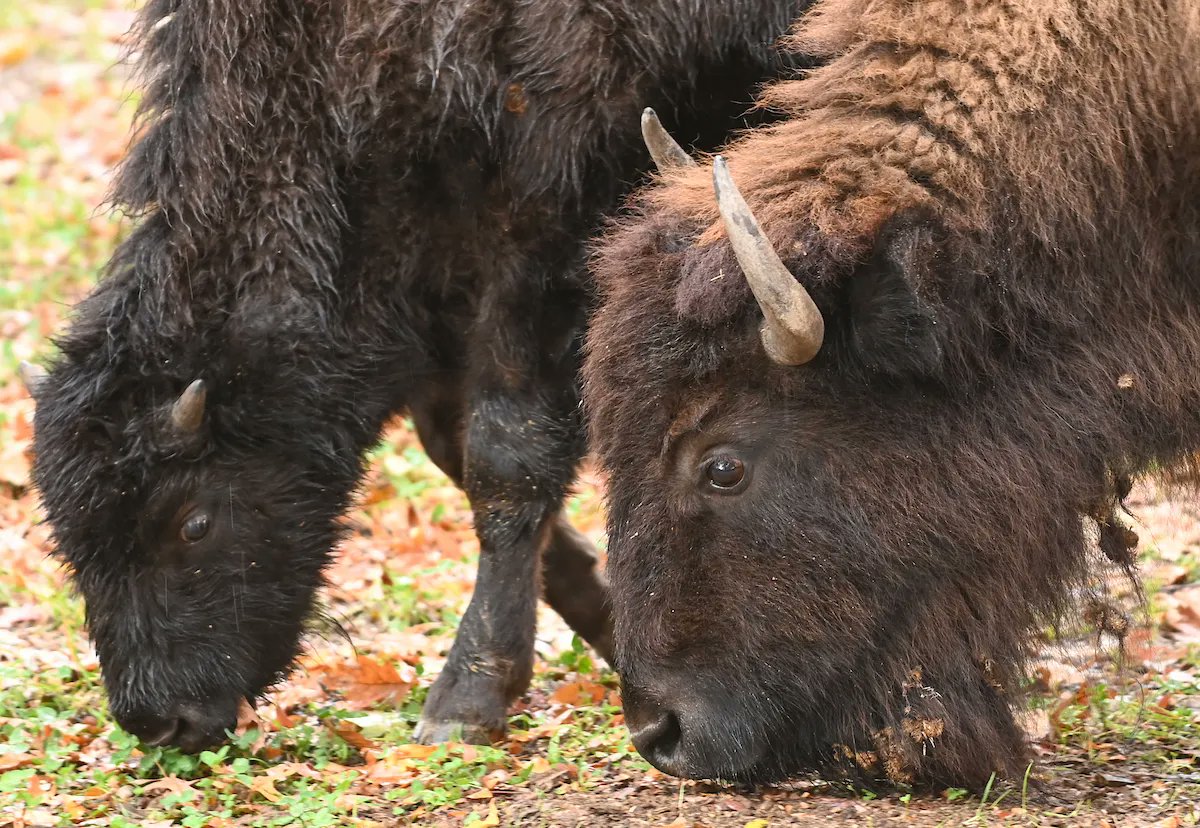 clemetzoo's tweet image. Cleveland Metroparks Zoo welcomes new additions! This week, the Zoo welcomed three female #bison from Minnesota Zoo; “Blue,” 6 years old, “Grun,” 2 years old, &amp;amp; calf “Topaz,” 5 months old. 🦬