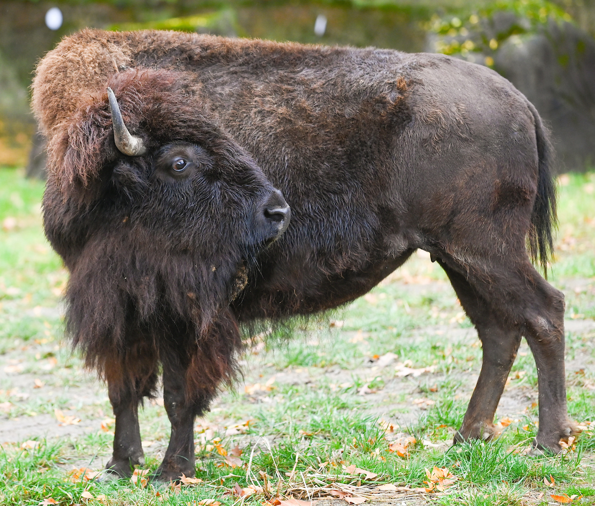 clemetzoo's tweet image. Cleveland Metroparks Zoo welcomes new additions! This week, the Zoo welcomed three female #bison from Minnesota Zoo; “Blue,” 6 years old, “Grun,” 2 years old, &amp;amp; calf “Topaz,” 5 months old. 🦬
