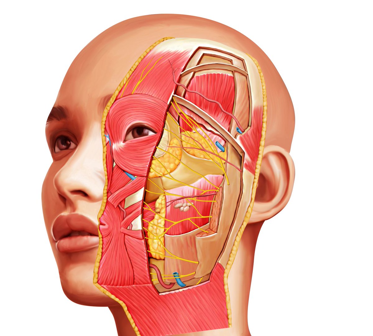 Pixma_Premedia's tweet photo. @ResidentsMed If you want to know more about medical illustration please visit https://t.co/ujpqFeey9c

#medicalillustration #digitalillustration #anatomyillustration #humanbodyillustration https://t.co/NZT3wuWrIh