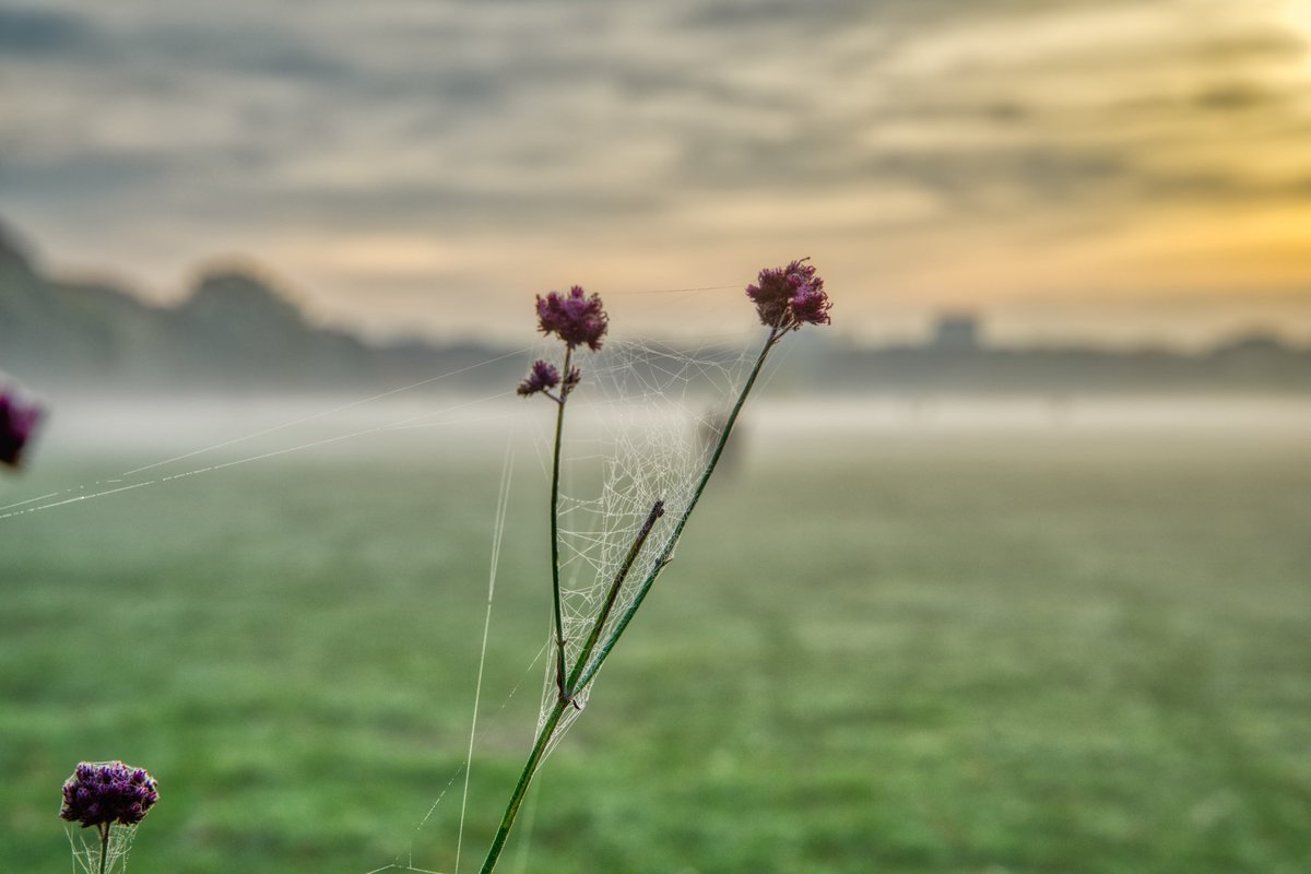 Morgenstund und Spinnweben.
