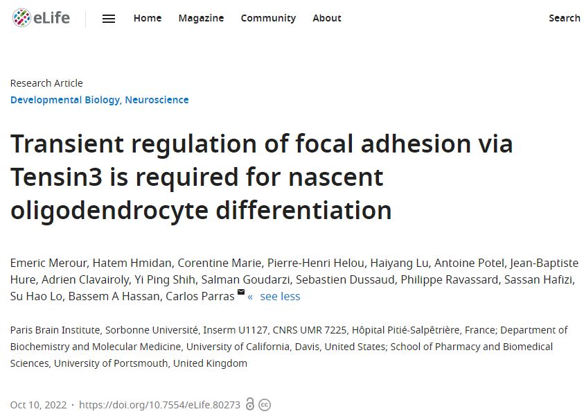 Carlos.Parras.Team (@parraslab) on Twitter photo I am delighted to tell you that our paper on Tensin3 is now available as html version in eLife doi.org/10.7554/eLife.…, with a great layout and lots of shared data files. Thanks a lot to all the people involved! particularly to <a href="/EmericMerour/">Emeric MEROUR</a> and <a href="/TheHassanLab/">The Hassan Lab</a> at <a href="/ParisBrainInst/">Paris Brain Institute</a> I am delighted to tell you that our paper on Tensin3 is now available as html version in eLife doi.org/10.7554/eLife.…, with a great layout and lots of shared data files. Thanks a lot to all the people involved! particularly to <a href="/EmericMerour/">Emeric MEROUR</a> and <a href="/TheHassanLab/">The Hassan Lab</a> at <a href="/ParisBrainInst/">Paris Brain Institute</a>