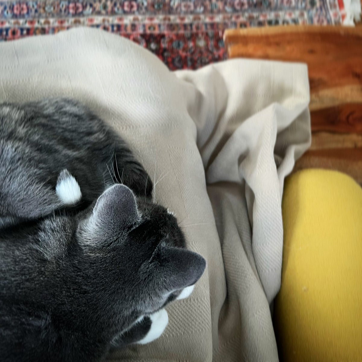 ekhtn's tweet photo. Cat on a lap for your morning commute #CatsOfTwitter #scicat https://t.co/HhcZvy0NZT
