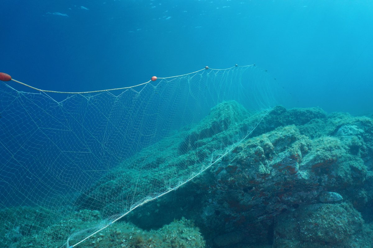 Am 1. November treten erstmals Maßnahmen zum Schutz des #Ostseeschweinswals in Kraft. 🎉 Um ungewollten #Beifang zu verhindern, gilt ein Stellnetzverbot in verschiedenen Meeresschutzgebieten. 

Doch reicht das aus? 🐳🤔
#Stellnetzeraus

Mehr dazu 👇
de.whales.org/2022/10/27/ngo…