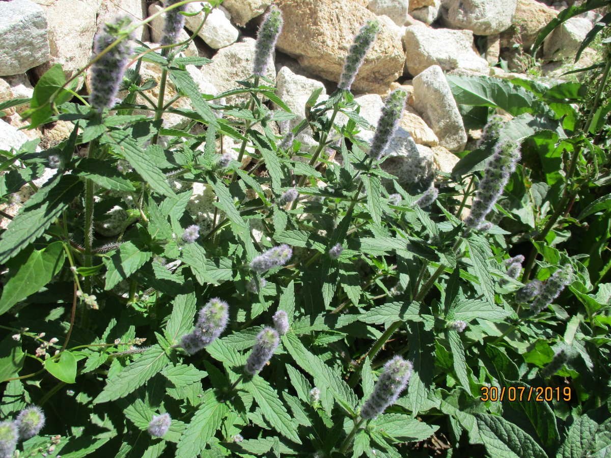 Maimoona Birjees tweet media