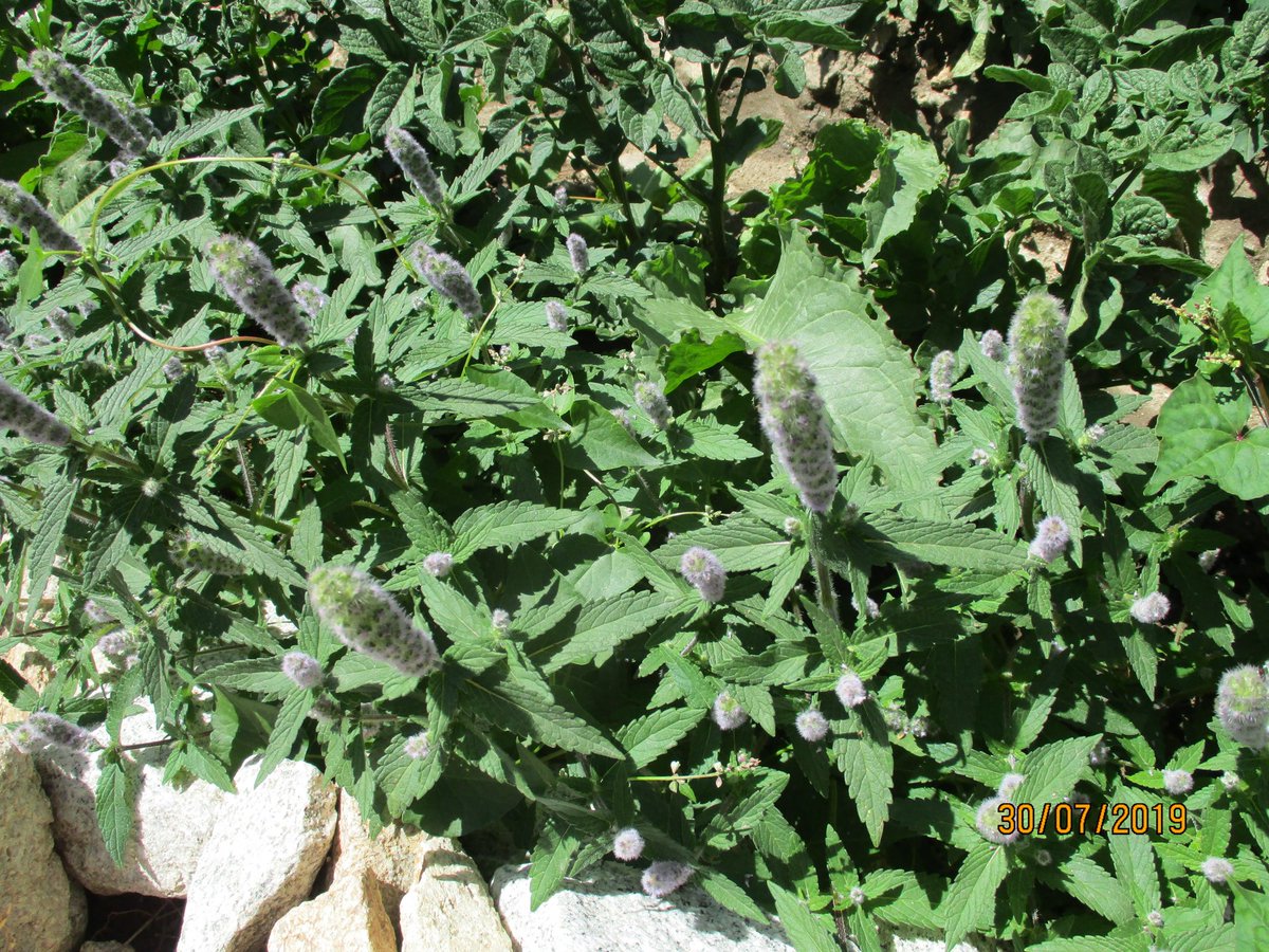 Maimoona Birjees tweet media