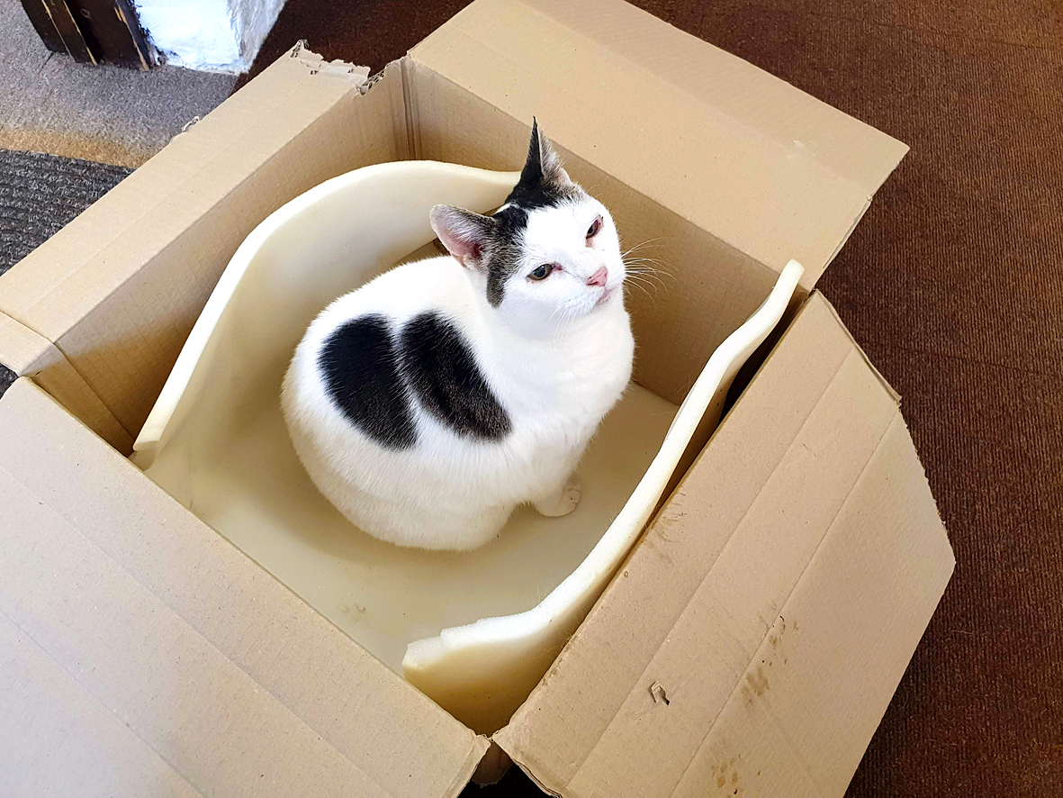 When I told Bounty I was packing our latest website order to post to a customer in Guernsey, she was straight into the box. I think she fancied a few days in the sun.
#catsatwork #catsincharge #shoplocal #ShopSmall #hayrack20 <a href="/OldDairyFarmNN7/">Old Dairy Farm NN7</a>