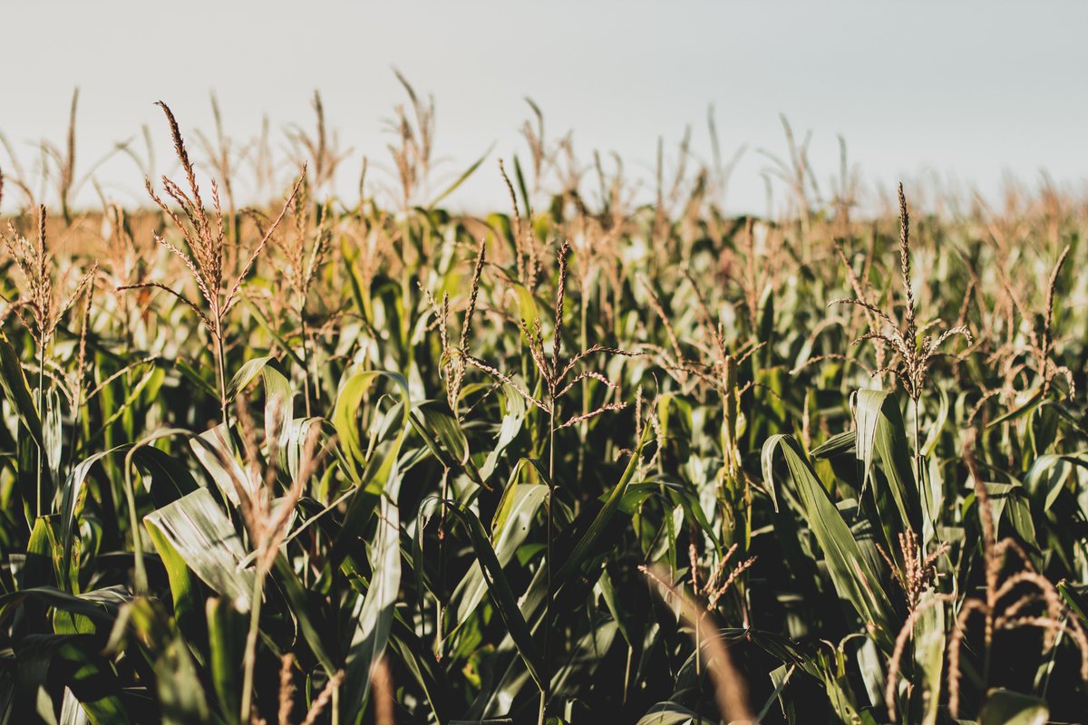 IPBES i Danmark (@ipbesdanmark) on Twitter photo Det endelige program ligger nu fast ✅ Under symposiet om #biodiversitet "Land sparing & land sharing" d. 30/11 møder du bl.a. eksperter fra <a href="/AarhusUni/">Aarhus Universitet</a>, <a href="/Cambridge_Uni/">Cambridge University</a>, <a href="/KU_PLEN/">Department of Plant & Environmental Sciences</a> og <a href="/concitoinfo/">CONCITO</a> 💡 Find program og tilmelding her👇 #dknatur #dkforsk #dkgreen
eventsignup.ku.dk/symposium/conf… Det endelige program ligger nu fast ✅ Under symposiet om #biodiversitet "Land sparing & land sharing" d. 30/11 møder du bl.a. eksperter fra <a href="/AarhusUni/">Aarhus Universitet</a>, <a href="/Cambridge_Uni/">Cambridge University</a>, <a href="/KU_PLEN/">Department of Plant & Environmental Sciences</a> og <a href="/concitoinfo/">CONCITO</a> 💡 Find program og tilmelding her👇 #dknatur #dkforsk #dkgreen
eventsignup.ku.dk/symposium/conf…