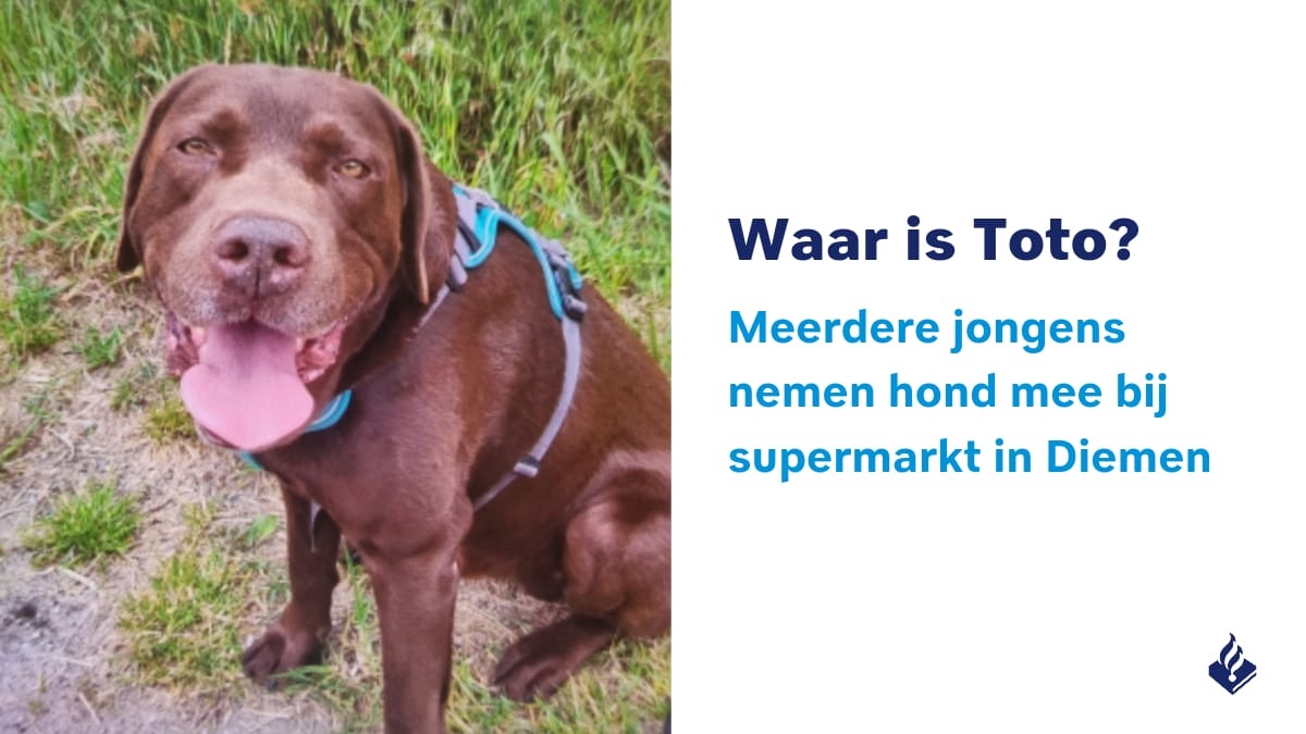 Meerdere jongens hebben vanmorgen bij een supermarkt aan het Diemerplein in Diemen de hond Toto meegenomen. Waar de jongens en Toto sindsdien zijn is onbekend. Mocht jij Toto nu zien of weten waar hij is? Laat het ons direct weten, dat mag via 112.
