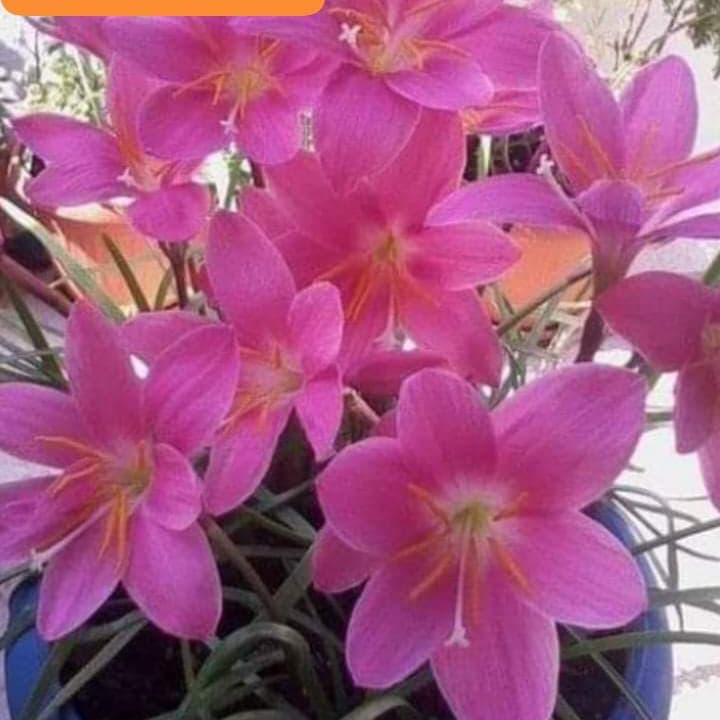 OVERCOMERS MAY YOU HAVE A BLOSSOMING DAY TODAY