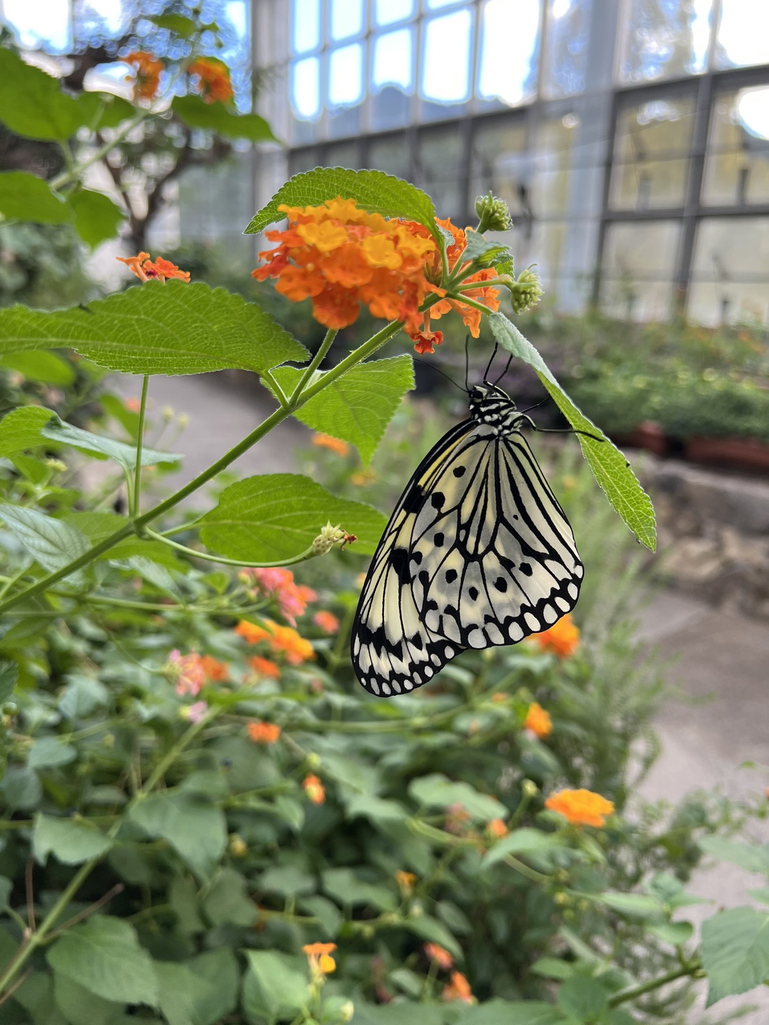 広島市森林公園こんちゅう館 Hirokon Insect Twitter