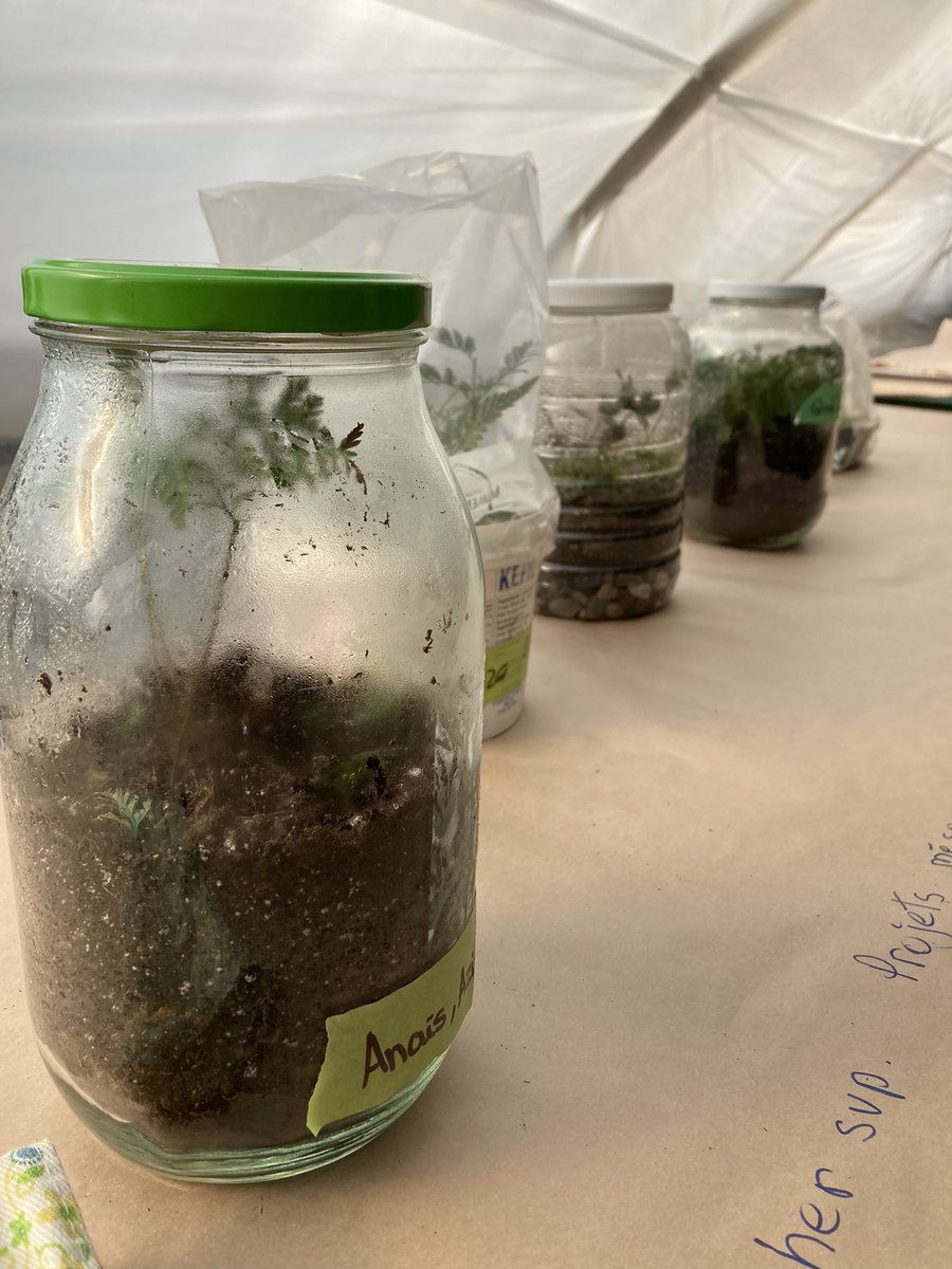 Matière verte🌱E.S.P. Gisèle-Lalonde tweet media