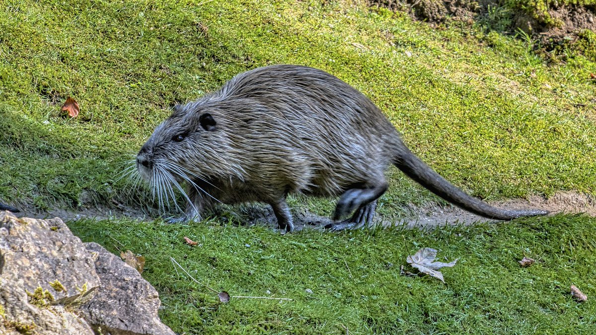 Our Natural Environment team is asking Islanders to report any further sightings of a coypu, spotted by members of the public this week near Rozel. Please don't approach the coypu Report sightings: 01534 441674 Out of office hours: 01534 441617 A generic photo of a coypu below.