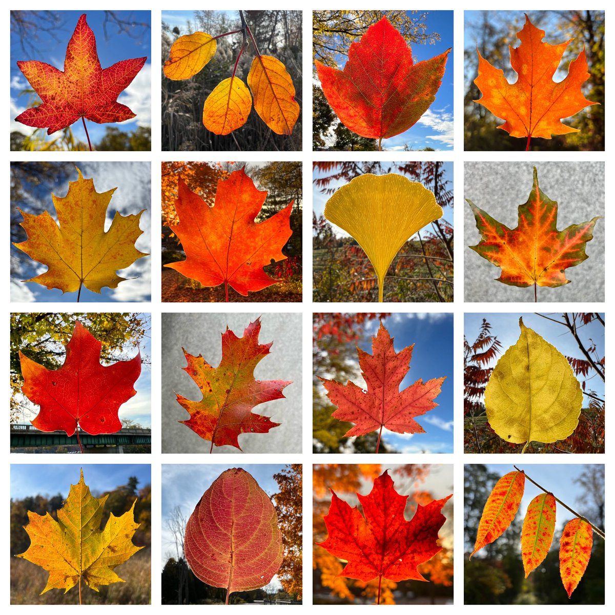 Vermont’s commissioner of forests, parks, and recreation (@vtfpr_commish) always boasts the foliage here is the world’s best — and it’s awfully hard to argue his claim with the glorious fall we’ve been treated to here! #VT 🍂🍁