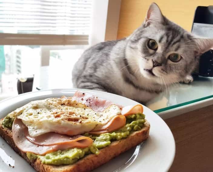 hererapuyuta's tweet photo. Oh no, the cat look like want to eat the food. Give for the cat pwease
#YUKITTY
#YutaKitten
#AiKitten
#YUTA #유타 #中本悠太 #ユウタ #悠太 https://t.co/Ettuoq3U9w