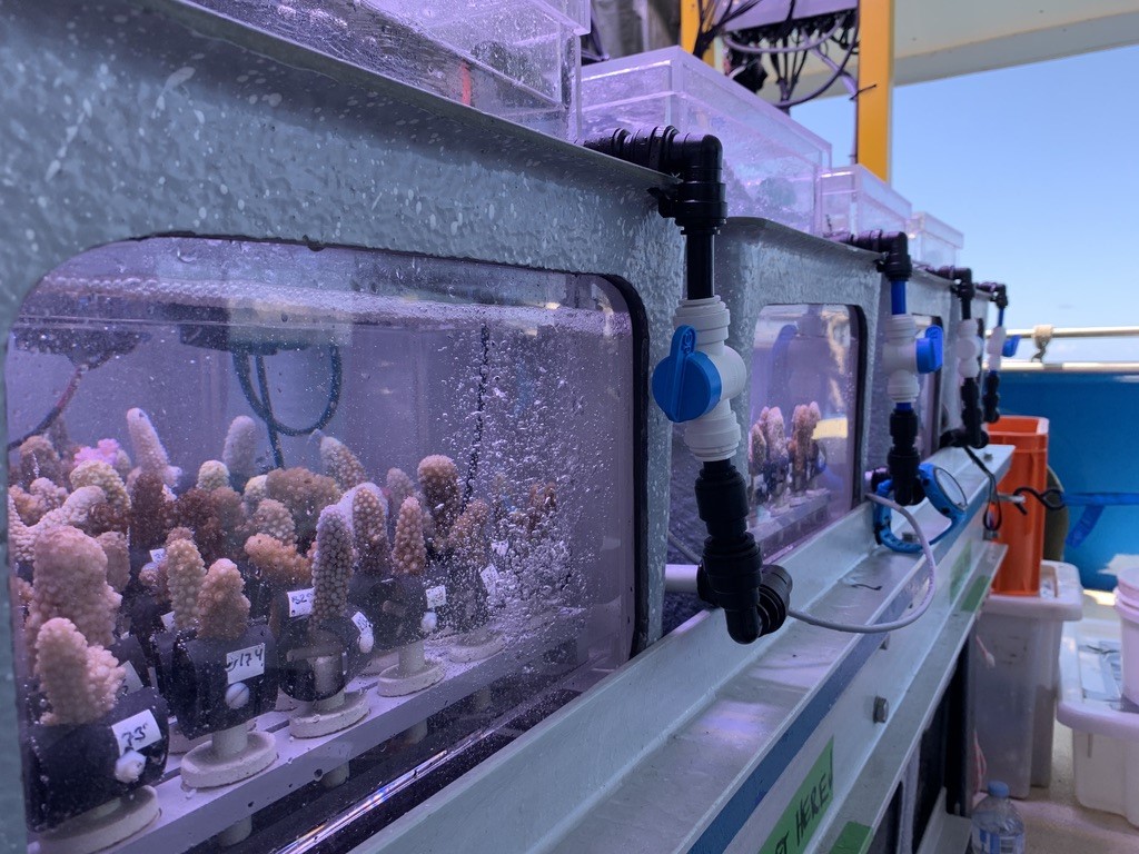 Australian Institute of Marine Science (@aims_gov_au) on Twitter photo Some coral species can adapt to increasing temps that cause bleaching but only when marine heatwaves remain mild. 🪸
New research from <a href="/aims_gov_au/">Australian Institute of Marine Science</a>, @JCU @CoralCoE in partnership with <a href="/Parks_Australia/">Parks Australia</a> found gains are undermined by severe marine heatwaves
doi.org/10.1111/gcb.16… Some coral species can adapt to increasing temps that cause bleaching but only when marine heatwaves remain mild. 🪸
New research from <a href="/aims_gov_au/">Australian Institute of Marine Science</a>, @JCU @CoralCoE in partnership with <a href="/Parks_Australia/">Parks Australia</a> found gains are undermined by severe marine heatwaves
doi.org/10.1111/gcb.16…