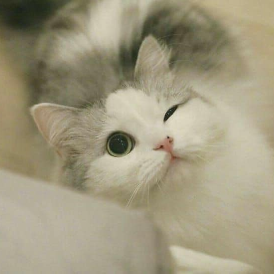 Take_Meow_Hand's tweet photo. awwww https://t.co/pSygLheuWo