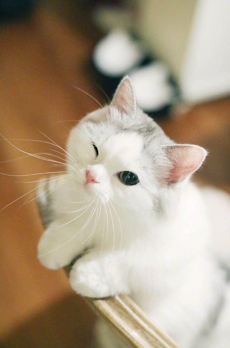 Take_Meow_Hand's tweet photo. awwww https://t.co/pSygLheuWo