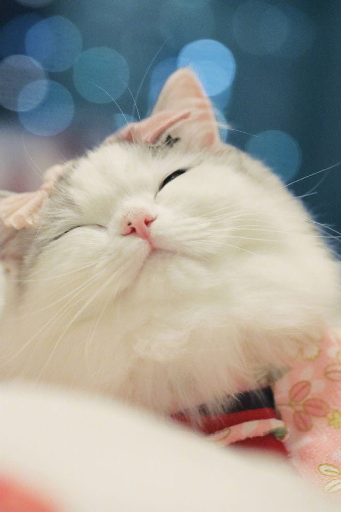 Take_Meow_Hand's tweet photo. awwww https://t.co/pSygLheuWo