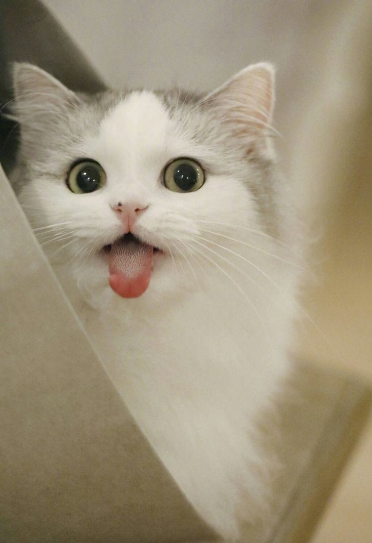 Take_Meow_Hand's tweet photo. awwww https://t.co/pSygLheuWo