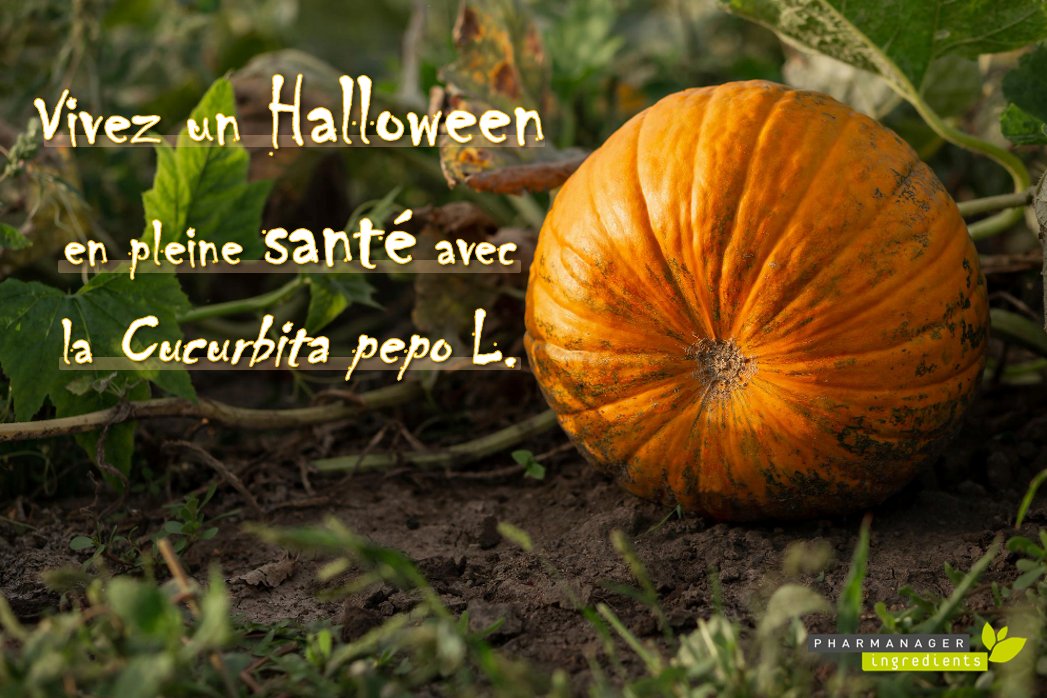 🔎Le saviez-vous? La #courge (Cucurbita pepo) n'est pas seulement le légume star d’#Halloween🎃! En effet, elle renferme des bénéfices santé très intéressants sur la fonction rénale. Elle a un effet positif sur la vessie et la #prostate. Elle participe ainsi au confort urinaire