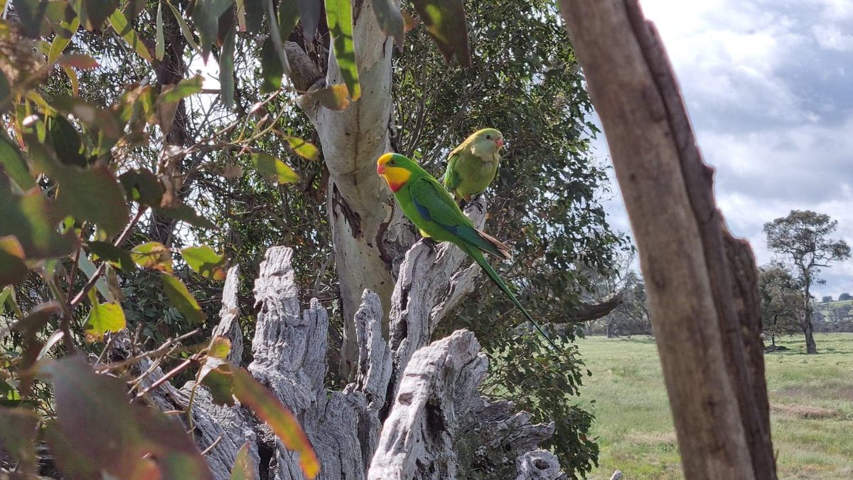 LRayner_'s tweet image. Pls wish these two lovers luck - these wet years have been hard. 💚💛❤️
#superbparrot #threatenedspecies #CBR