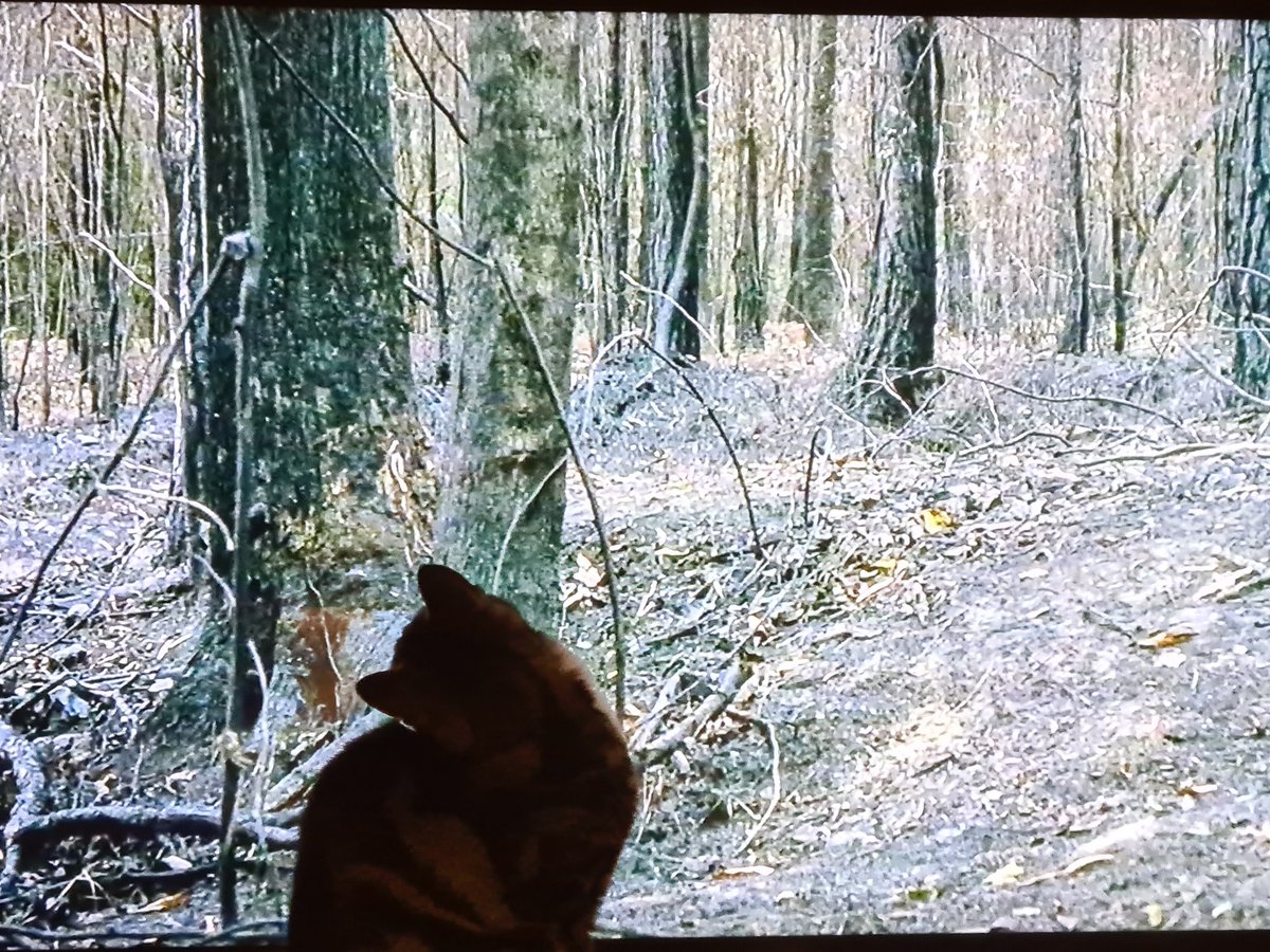 MHoranxo's tweet photo. I'm raising my cat right for loving and worrying about Daryl 😻😹 @wwwbigbaldhead @WalkingDead_AMC https://t.co/o1OkUKzCtE