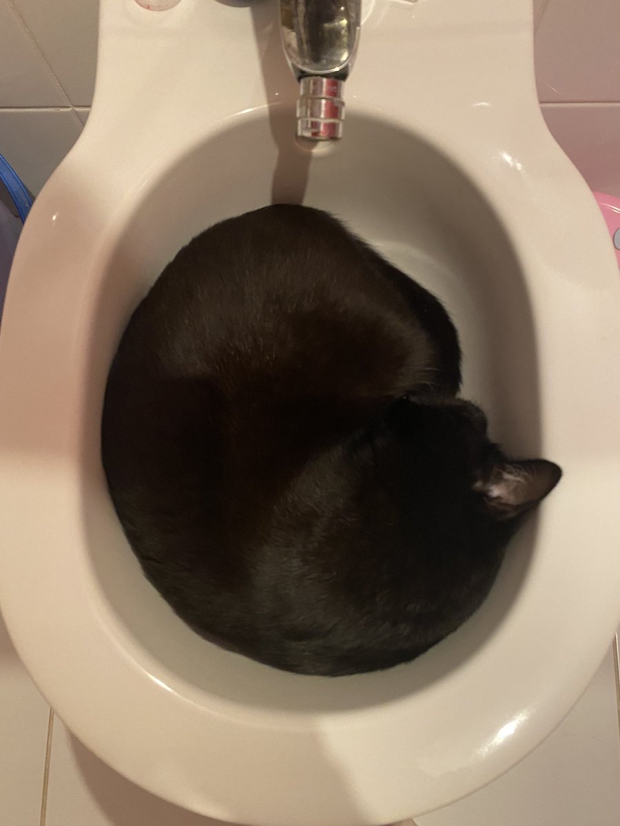 wasya on Twitter: "Котик в биде! Распространите)₽"