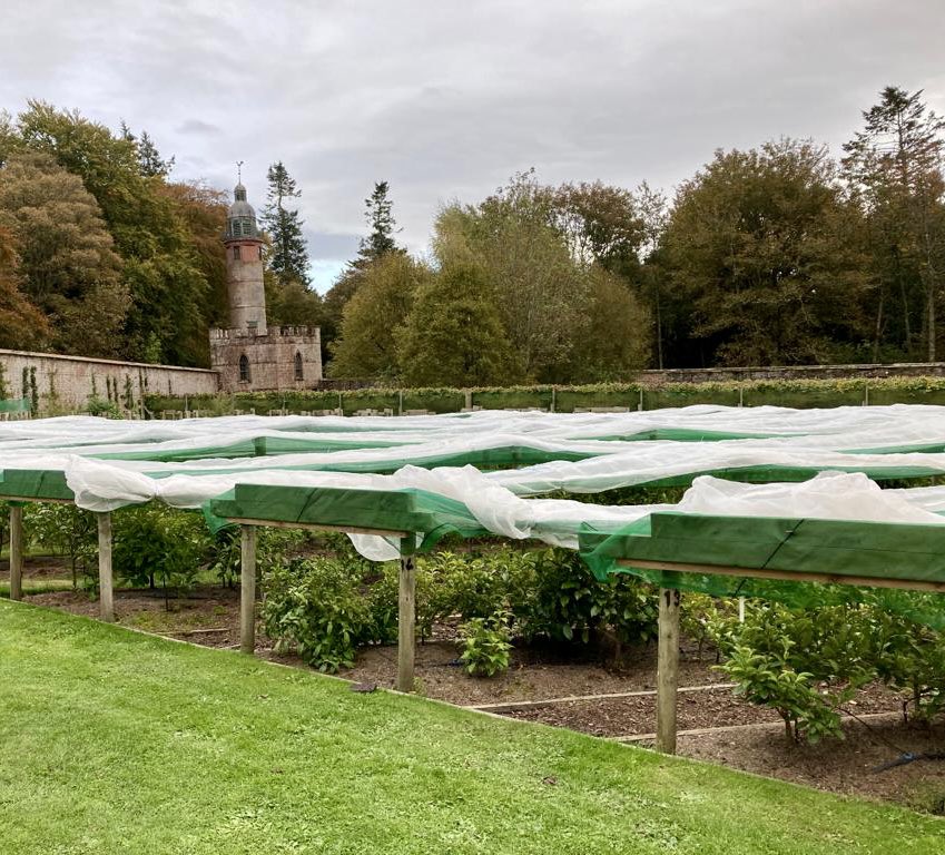 TeaGardenScot's tweet photo. Are the tea plants hardy enough by now to go without their winter duvets?  Not taking any chances at Kinnordy Tea Garden! https://t.co/rkIqOInokz