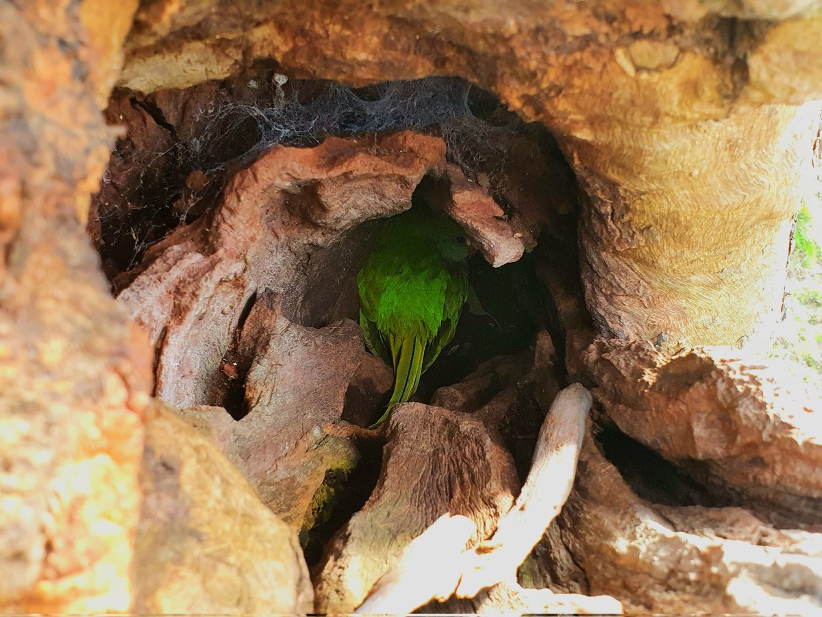 LRayner_'s tweet image. #SuperbParrots nesting late at approx. 30% of their typical annual effort in #Canberra. Incubating females looking a little worse for wear, but good to see decent clutches among active nests. #threatenedspecies