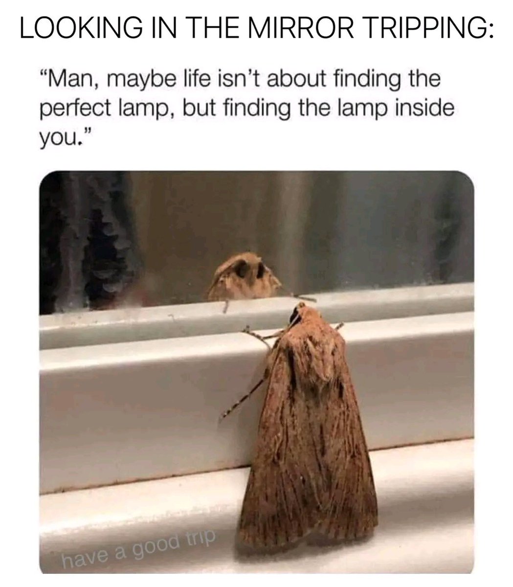 huttmark17's tweet photo. #psychedelics #psychedelicmemes #tripping https://t.co/eS1ul42wTP