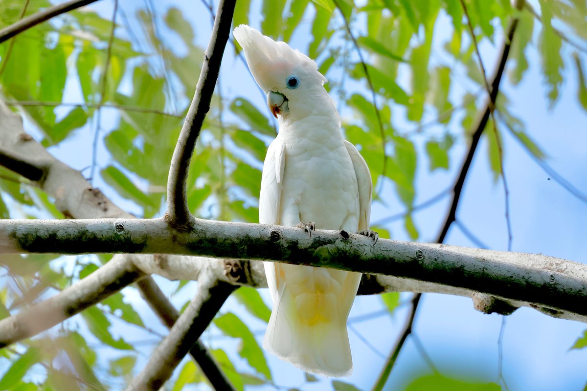 #BirdsSeenIn2022 From the hills 300 m above Honiara in the Solomon Islands, is an endemic Ducorps's Cockatoo (Cacatua ducorpsii). A noisy and charming denizen, it's easy to see and hear but hard to get a good photo. <a href="/Britnatureguide/">The British Nature Guide</a> <a href="/birdsoftheworld/">Birds of The World: The Cornell Lab</a> <a href="/Pacific_Birds/">Pacific Birds</a> #solomonislands