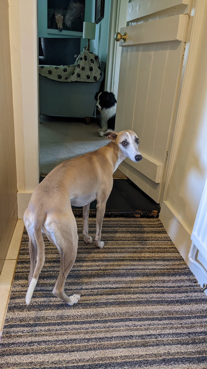 simian_typist's tweet photo. My dog was terrified of this giant plush collie my parents had and was unimpressed that I used it to guard the stairs. https://t.co/zThjq5ySks