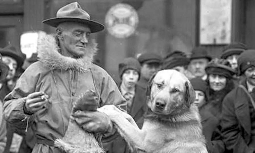 Did you know that the  #chinook was bred by Arthur Treadwell Walden between #Huskies and a #StBernard mix ?

🔁 if you knew, ❤ if you didn't!
#dogsoftwitter #pets   #doglife  #DogsOnTwitter #dogdeals  #dogsofinstagram #purebreed 
<a href="/OrBragi/">Dr. Bragi Þór Valsson</a>