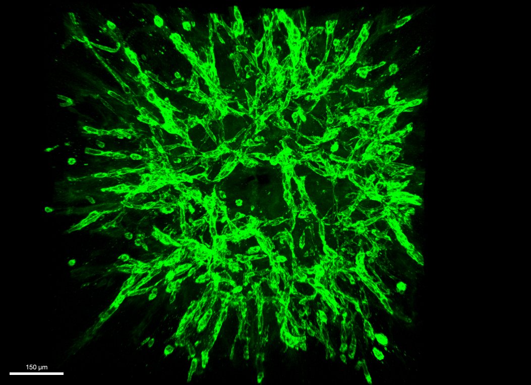 ⚠️PhD opportunity⚠️ We are recruiting a #PhD student to join our dynamic lab who will use #stemcells to generate 3D #organoids to investigate #vascular changes in children with #CKD, working with Profs David Long and @RukshanaShroff. Apply before 25/11/22 tinyurl.com/4bndbf4a