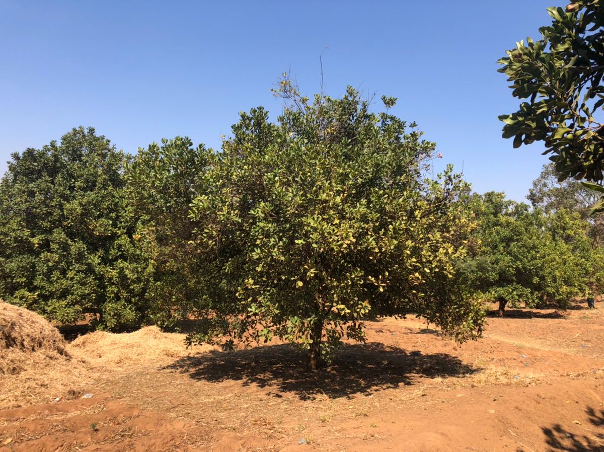 DAESmw's tweet photo. Chikwatula Macademia Cooperative in Ntchisi has 58 members with 16650 trees of Macademia nuts. 

One of the members Mr. Kapakasa has  950 trees of Macademiabnuts and produces 3,250 Kgs annually which he sells at MK3,000/kg realizing total revenue of MK9,750,000 per year. https://t.co/0tMkuG2LPn