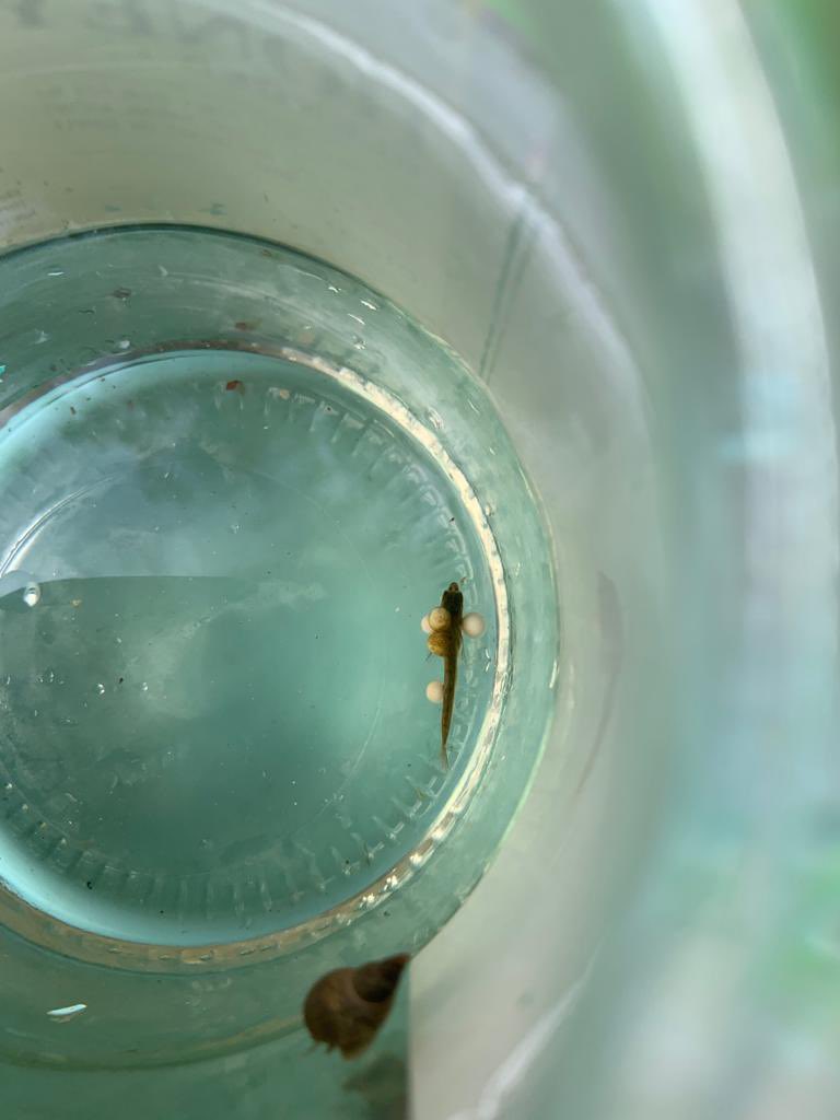 Cope do with a bit of help from some ‘fishy’ types please. Any idea what these hall like things are on the fish. They are more yellow than the photo shows.