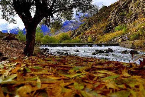 …Belki de ağaçların kederidir sonbaharı bu kadar ıssız kılan. 
Bedeninden kopan her yaprak ne kadar yalnızlaştırsa da ağacı, ağır hasar kalbindedir…

//Nuray Şen